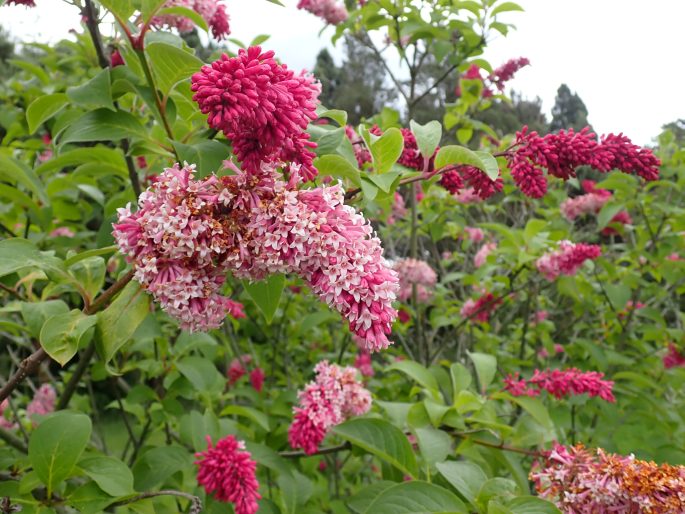 Syringa komarowii