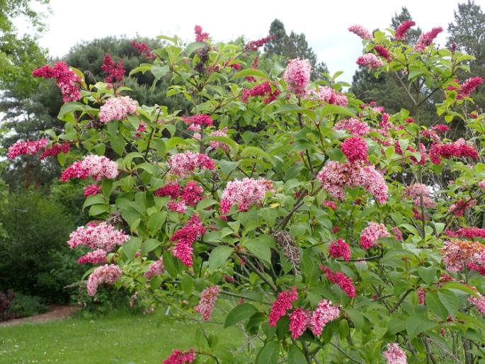 Syringa komarowii