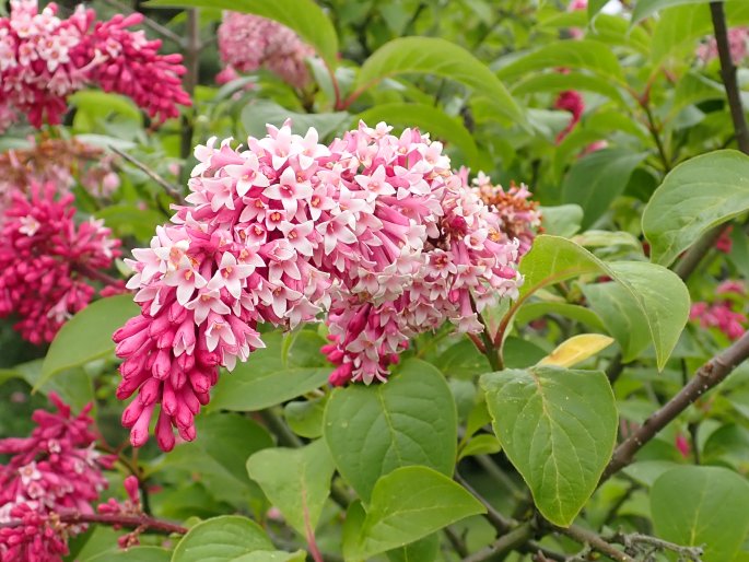 Syringa komarowii