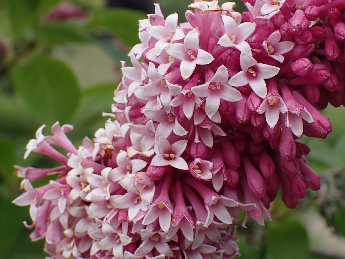Syringa komarowii