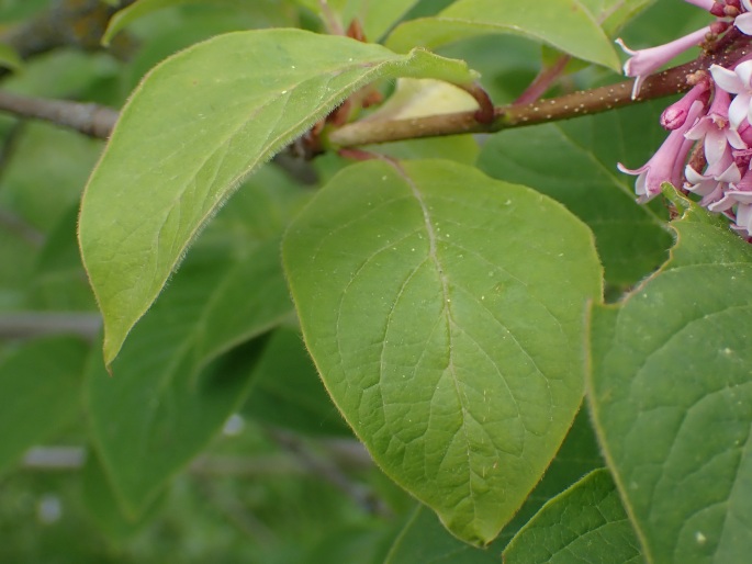 Syringa komarowii