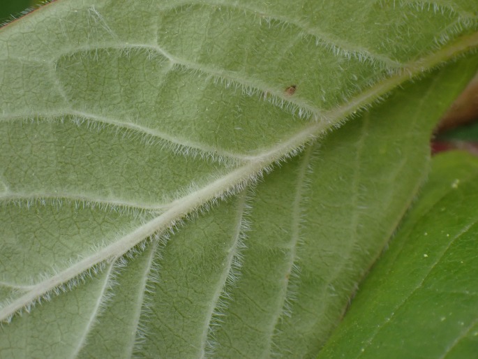 Syringa komarowii