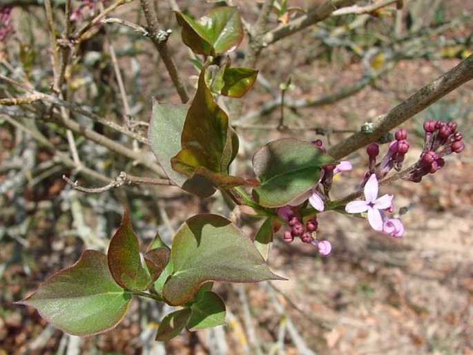 Syringa oblata