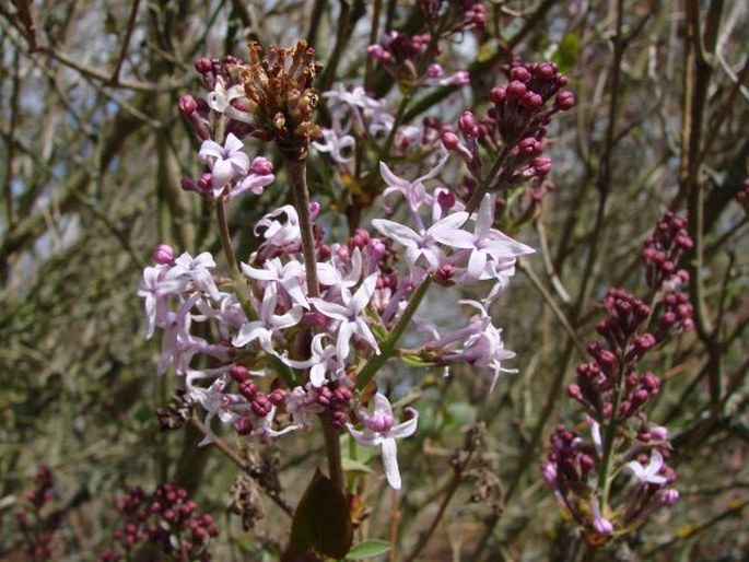 Syringa oblata