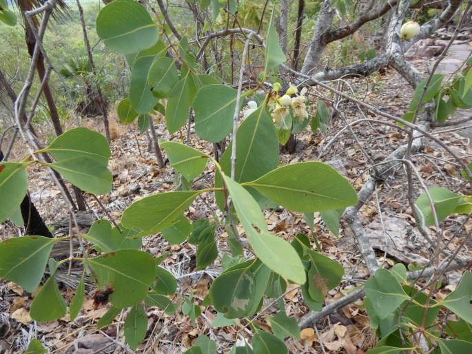 Syzygium bleeseri