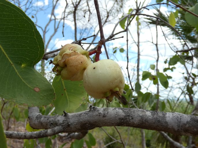 Syzygium bleeseri