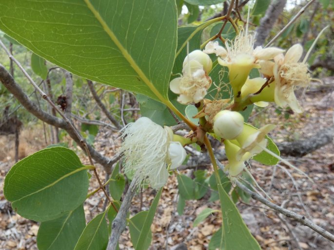 Syzygium bleeseri