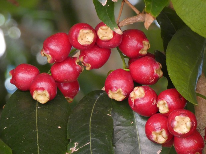 Syzygium tierneyanum