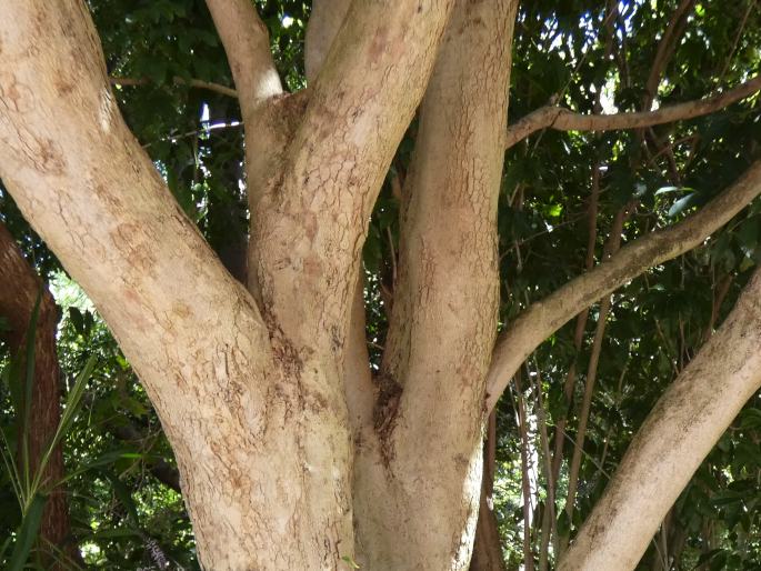 SYZYGIUM TIERNEYANUM (F. Muell.) T. G. Hartley et L. M. Perry ...