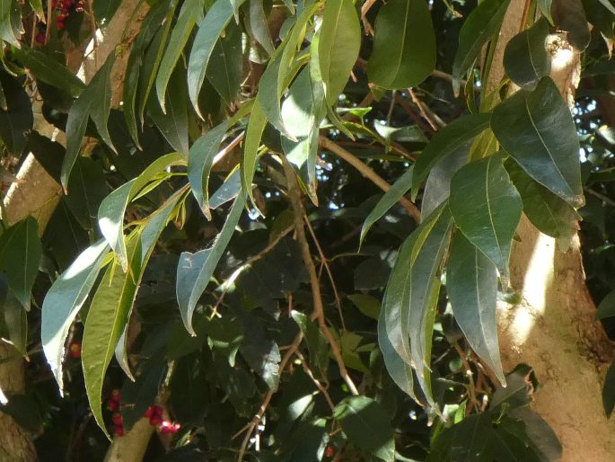 Syzygium tierneyanum