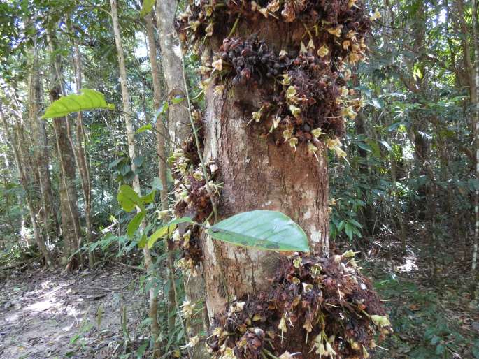 Syzygium cormiflorum