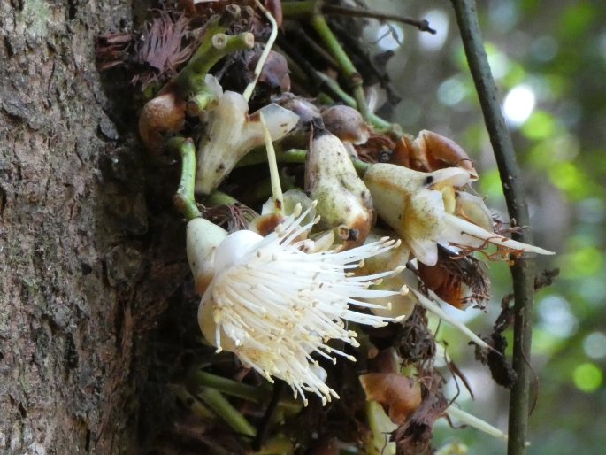 Syzygium cormiflorum