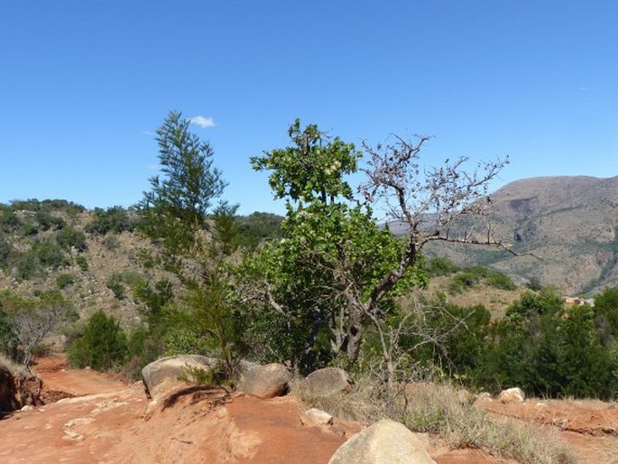 Syzygium cordatum