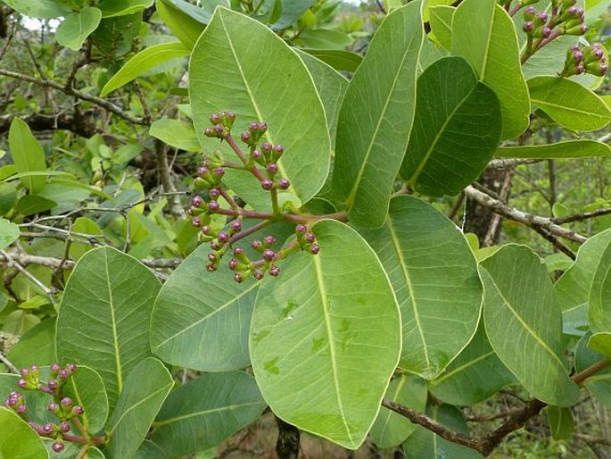 Syzygium cordatum