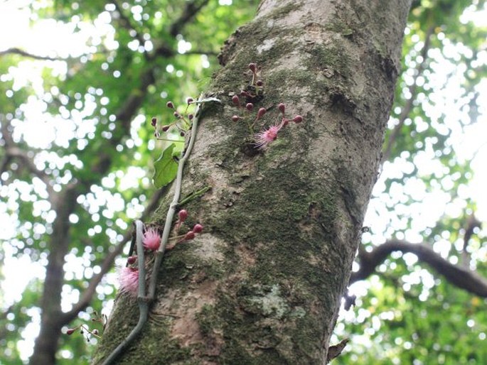 Syzygium cymosum