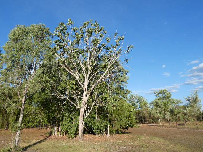 Syzygium suborbiculare