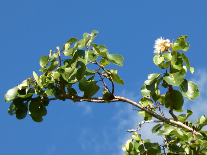 Syzygium suborbiculare