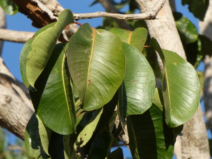 Syzygium suborbiculare