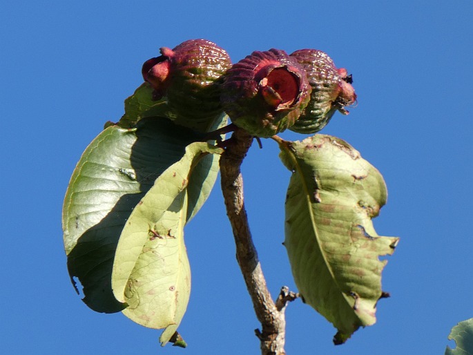 Syzygium suborbiculare