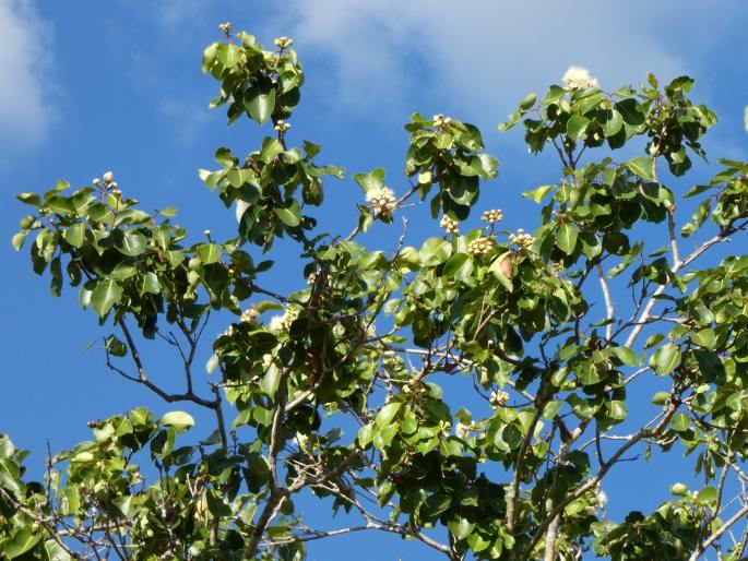 Syzygium suborbiculare