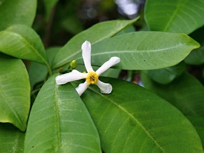 Tabernaemontana amygdalifolia