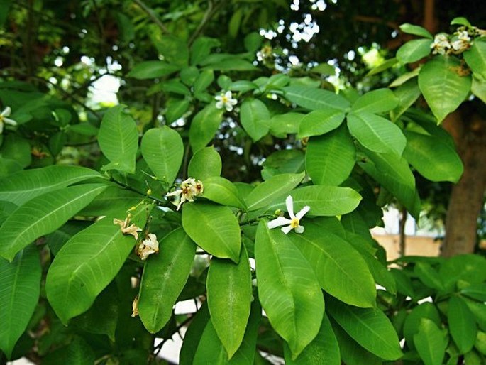 Tabernaemontana amygdalifolia