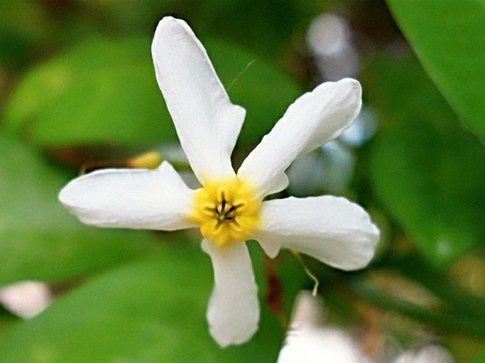 Tabernaemontana amygdalifolia