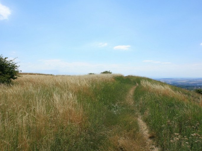 Pavlovské kopce, Tabulová