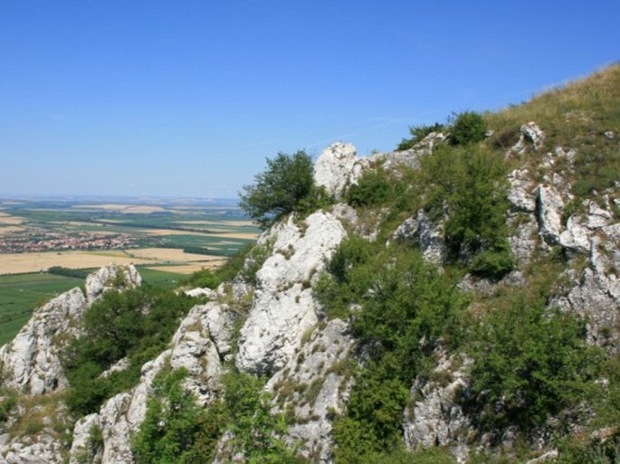 Pavlovské kopce, Tabulová