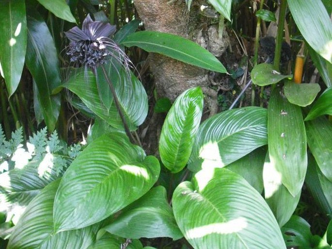 Tacca chantrieri