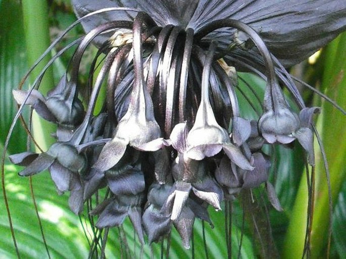 Tacca chantrieri