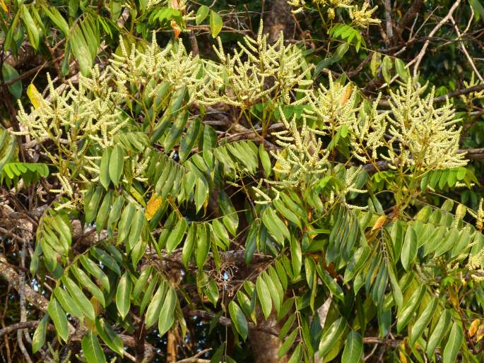 Tachigali guianensis