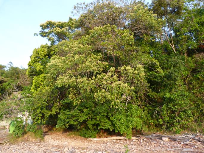 Tachigali