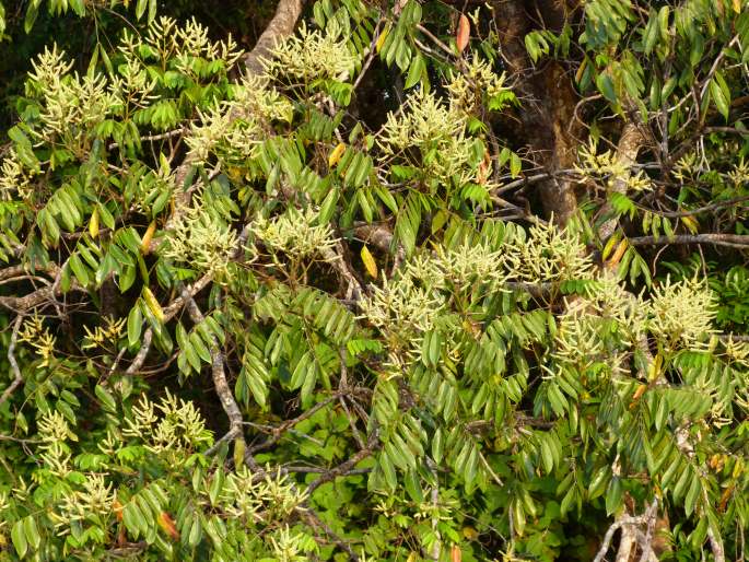 Tachigali guianensis