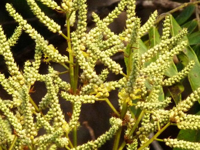 Tachigali guianensis