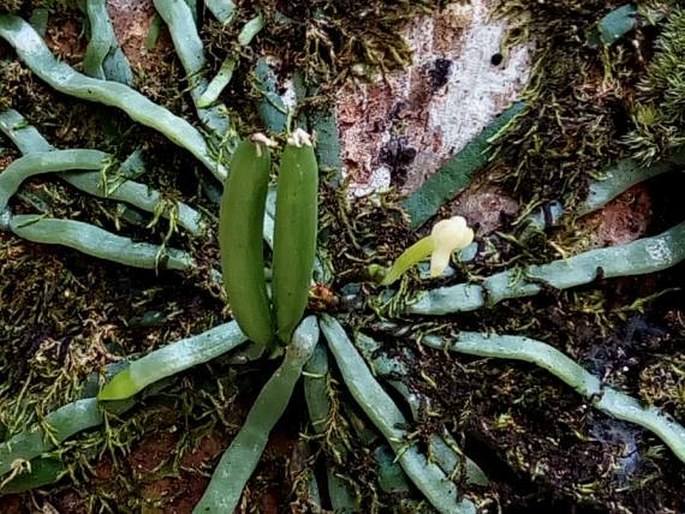 Taeniophyllum marianense