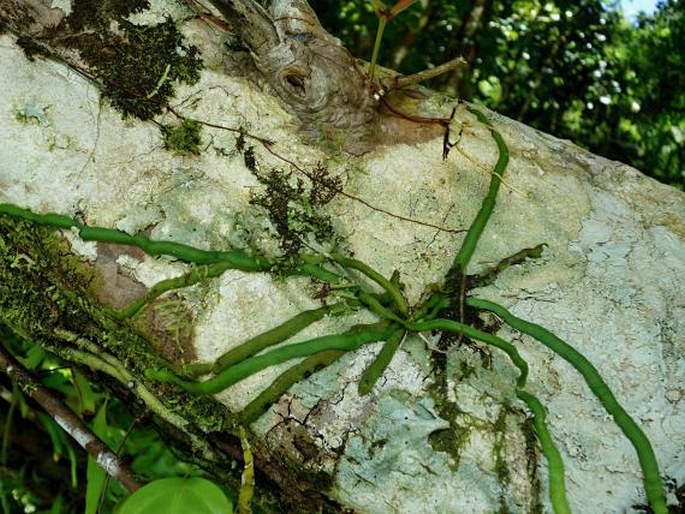 Taeniophyllum marianense