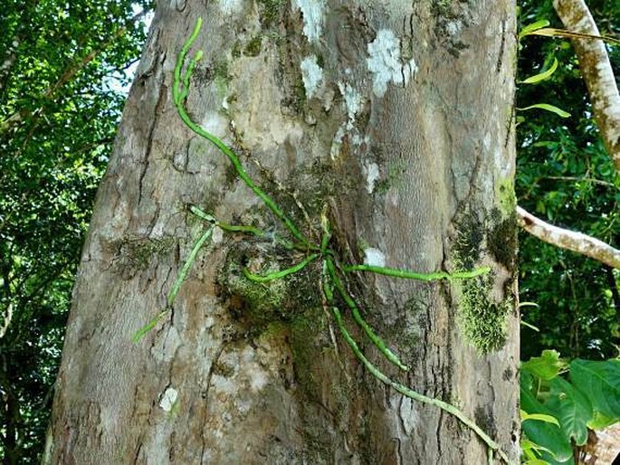 Taeniophyllum marianense