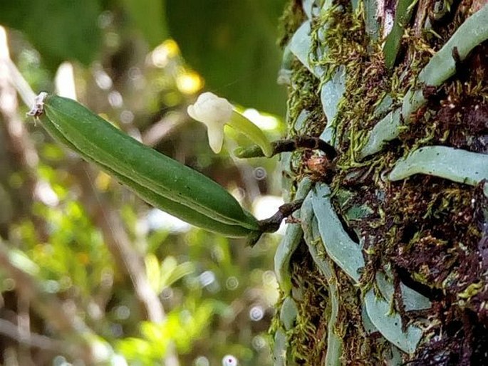 Taeniophyllum marianense