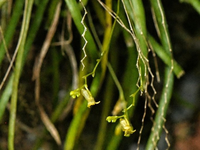 Taeniophyllum palawense