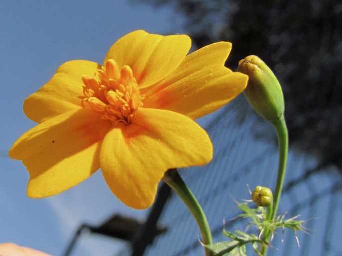 Tagetes lunulata