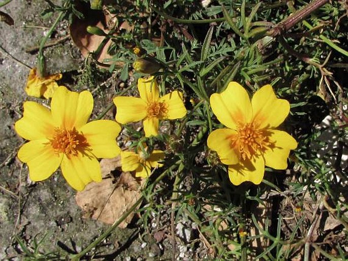 Tagetes lunulata