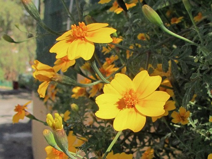 Tagetes lunulata