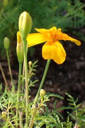 Tagetes tenuifolia