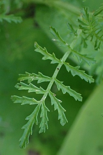 Tagetes tenuifolia