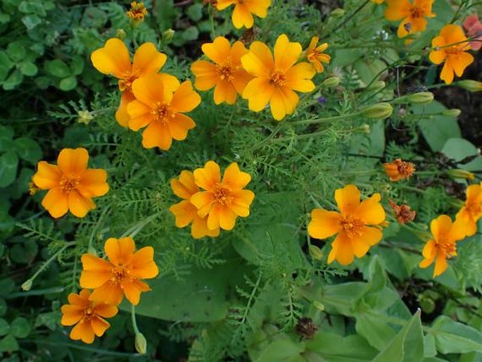 Tagetes tenuifolia