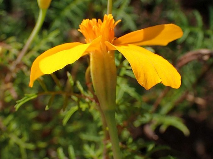 Tagetes tenuifolia