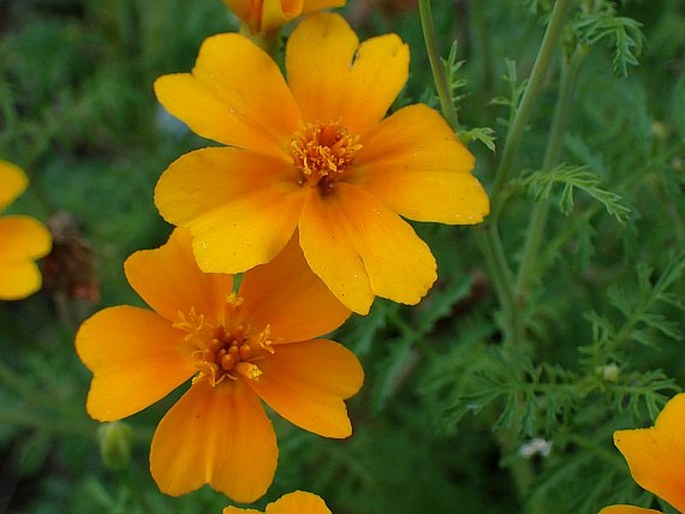 Tagetes tenuifolia