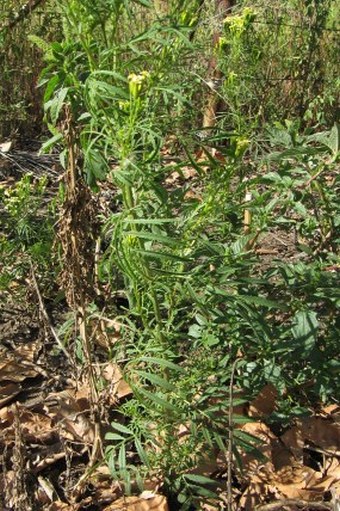 Tagetes minuta