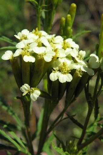 Tagetes minuta